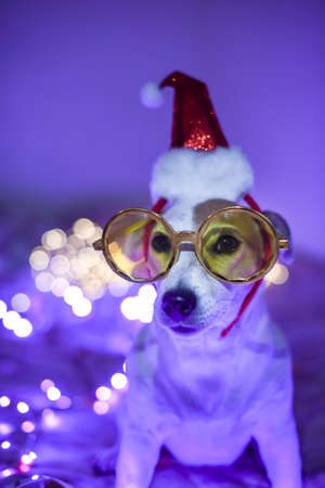 Funny dog in a santa hat, costume for a masquerade party. Festive concept Merry Christmas and Happy New Year. Christmas Eveの写真素材