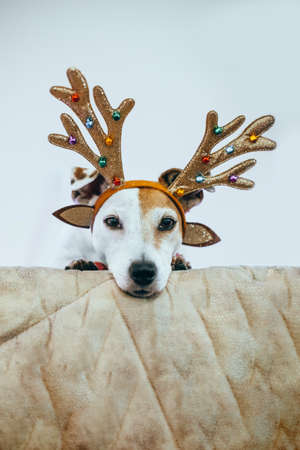 Funny dog Jack Russell in a deer costume with shiny antlers preparing for the holiday. Merry Christmas and New Years conceptの写真素材