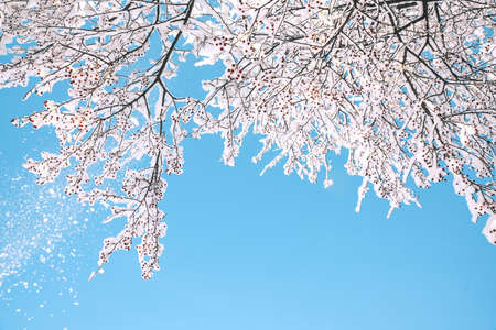 Frozen branches of an apple tree in snow and hoarfrost against the sky, abstract winter background...