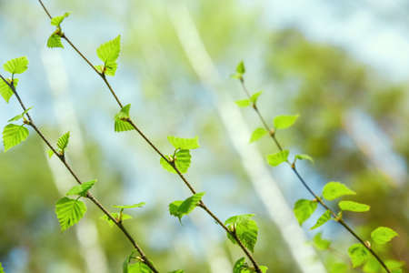 Abstract spring background with birch shoots with fresh green leaves against the blue sky in the...