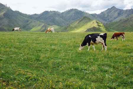 The organic dairy herd grazes in natural meadows in the mountains Different color cows and bulls on...