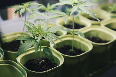 Plantation with seedlings of cannabis marijuana close-upの写真素材