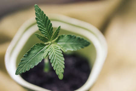 Young leaves of cannabis mariuana in pot close-up, lifestyle. Growing medical cannabisの写真素材