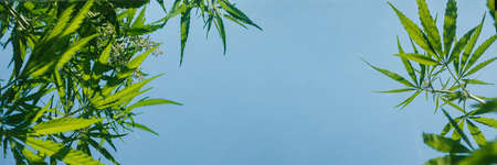 Hemp bushes, marijuana leaves, blue sky Cannabis abstract background Banner