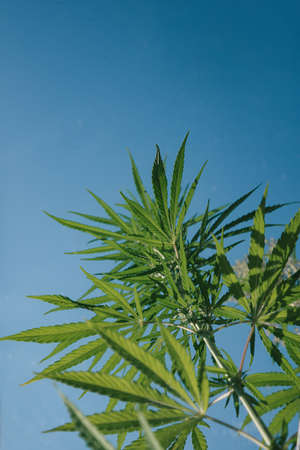 Hemp bushes, marijuana leaves, blue sky Cannabis abstract backgroundの写真素材