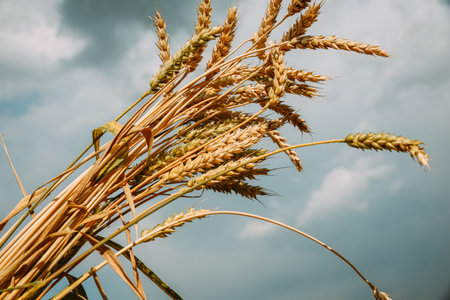 Bunch of ripe golden wheat on a background of sky.の写真素材