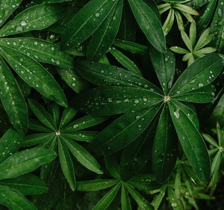 Beautiful abstract background pattern with dark green plantsの写真素材