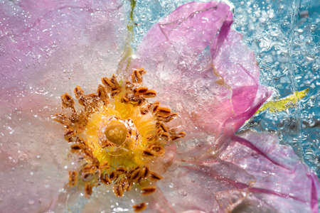 Colorful background of summer flowers and roses in frozen water with bubblesの写真素材