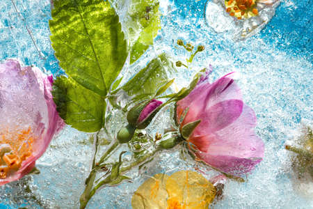 Colorful background of summer flowers and roses in frozen water with bubblesの写真素材
