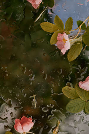 Pink, fresh rosehip flowers on wet glass, dark backgroundの写真素材