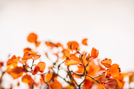 Abstract autumn background with orange leaves, selective focus.の写真素材