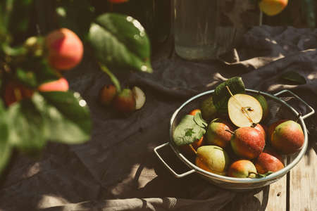 Many ripe pears in a colander on wooden garden tableの写真素材