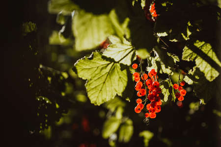 Ripe bunches of red currants on a green bush, berries glow in the sun.