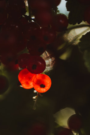 Ripe berries of red currant close-up against the light in the morning rays of the sun.の写真素材
