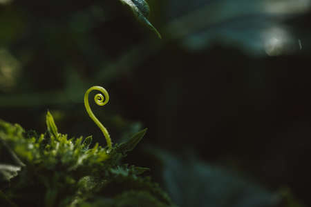 Cucumber whisker spiral in sunlight, close-up. Atmospheric green natural backgroundの写真素材