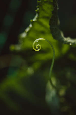 A young sprout of a cucumber vine with a mustache, a beautiful spiral along the golden ratio.の写真素材