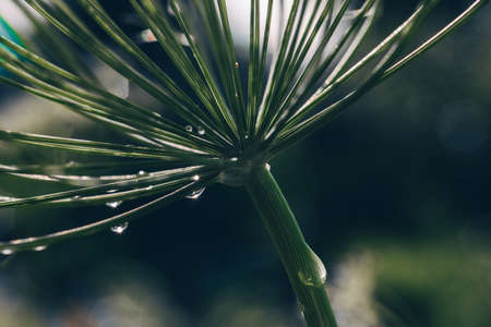Stem and inflorescence of a green dill plant with dew close-upの写真素材