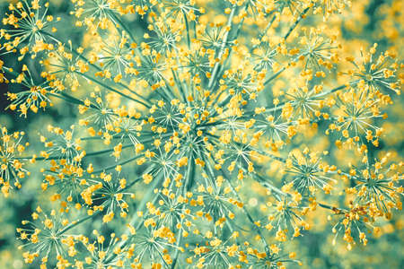 Inflorescence of green dill with yellow flowers, extreme close-upの写真素材