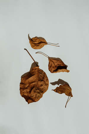 Fall composition Pattern of dry, twisted brown leaves on white backgroundの写真素材