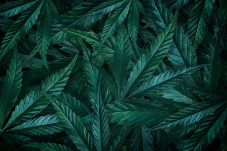 Leaves of marijuana, cannabis on a dark background, plant background, cultivation in for the...