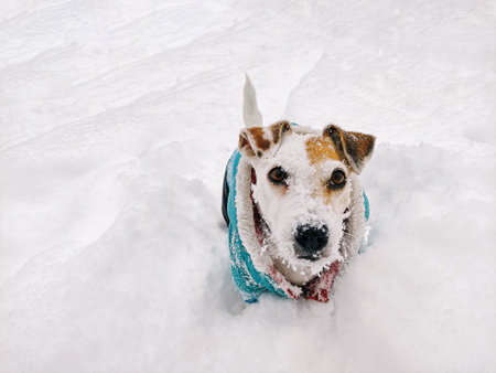 Top view of a Jack Russell Terrier dog, with a snow-covered muzzle, walking outdoors in winterの写真素材