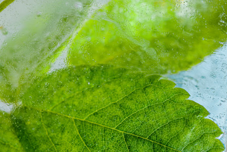 Green plants and herbs frozen in transparent ice