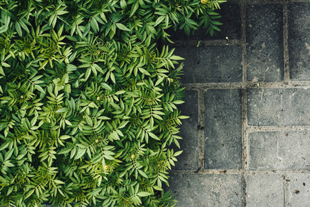 Natural green floral background from the foliage of tagetes seedlings.の写真素材