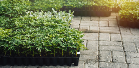 Lush green tagetes seedlings in trays prepared for planting Bannerの写真素材