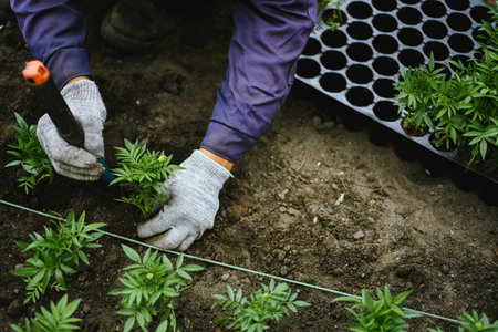 Hands of man in work clothes are transplanting flower seedlings into city clubs