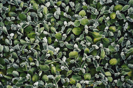 Abstract organic background of lush green foliage of sprouts of Cineraria plantsの写真素材