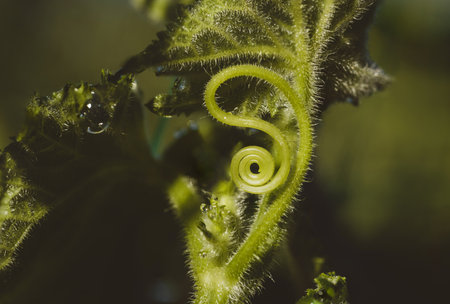 Cucumber whisker spiral in sunlight, close-up. Atmospheric green natural background