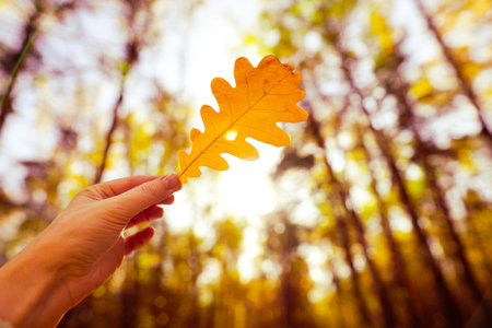 Autumn yellow oak leaf in female hand against background of sun in forestの写真素材