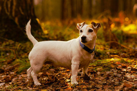 Beautiful dog Jack Russell walks in the autumn foresの写真素材