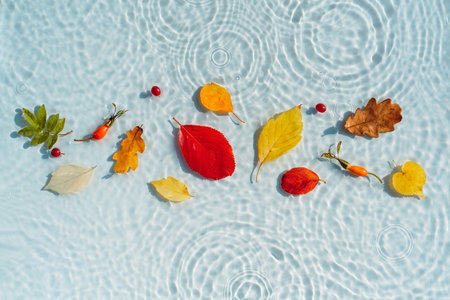 Multi-colored autumn leaves on the background of water with drops and wavesの写真素材