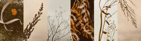 Set of atmospheric beige autumn backgrounds in the style of minimalismの写真素材