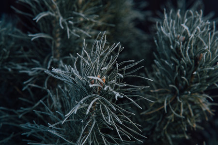 Pine branch is covered with frost. Winter frosty weatherの写真素材