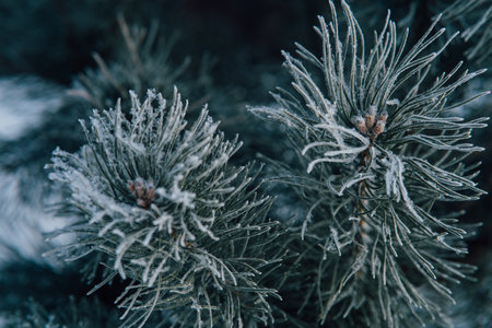 Pine branch is covered with frost. Winter frosty weather Pine tree in hoarfrost outdoors in winter forest, close up. beauty in nature. Winter natural wallpaper, poster. high quality photoの写真素材