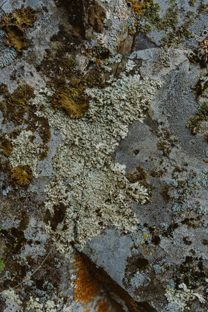 Rough texture of organic stone. Natural rock background with colored lichen Backdrop with stone...