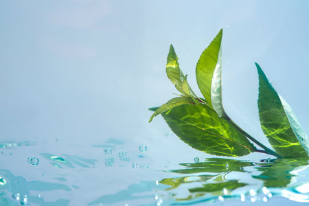 Natural plant on a transparent and water surface. Concept of pure water and natural cosmetics for...