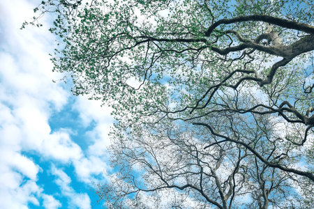 Sustainable concept with wood to reduce carbon emissions. Environmental future and sustainability ESG modernization using renewable resource technologies to reduce pollution and carbon emissions.の写真素材