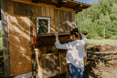 Morning routine on a farm, a woman looks into the nests of a chicken coop to collect eggs. Rural...
