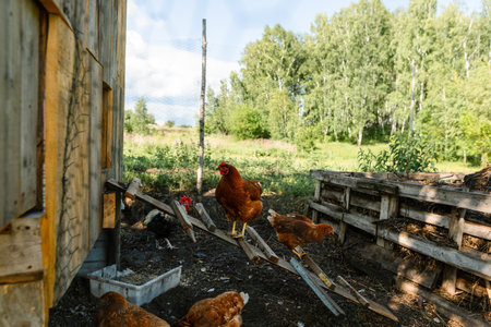 Red hens graze on a free-range organic farm Organic farm life, grazing red hens outside the chicken coop on a summer dayの写真素材
