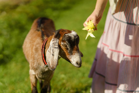 Alpine dairy goat grazing in a sustainable, eco-friendly environment on a summer day. Rustic setting, complete with lush vegetation and freedom, highlights sustainable, organic livestock farmingの写真素材