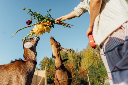 Rural lifestyle with woman feeding goats and enjoying natureの写真素材