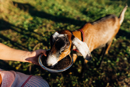 Woman feeding Nubian goats oats from a bowl on her free-range farm. The goats enjoy the oats, reflecting a sustainable and caring farm environmentの写真素材