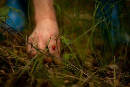Woman collecting wild berries and plants in forest on summer day. Female enjoying leisure, healthy eating and natural lifestyle outdoorsの写真素材