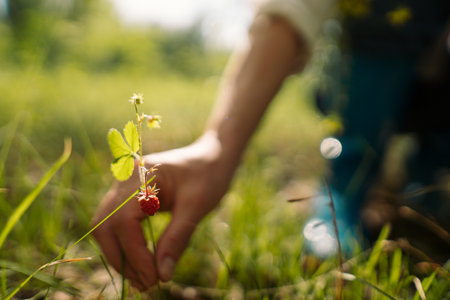 Female picking wild berries and holding strawberry bouquet in summer forest. Woman enjoying nature, healthy lifestyle and slow life outdoorsの写真素材