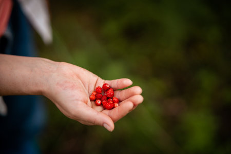 Wild strawberry in hand closeup with blurred nature background summer forest scene. Perfect for food, eco living and natural lifestyle projectsの写真素材
