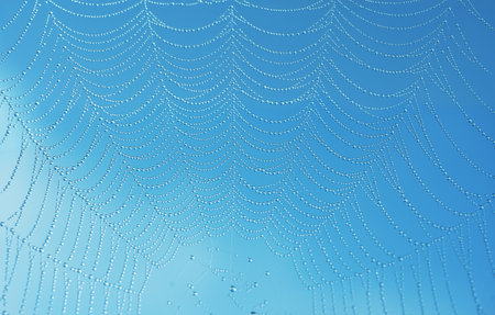 Macro photo of water droplets on spider web forming elegant net structure. Ideal for skincare, glow and minimal designの写真素材