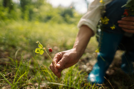 Woman harvesting forest strawberry kneeling in green grass in summer woods. Female enjoying peaceful moment and nature retreat in forest environmentの写真素材